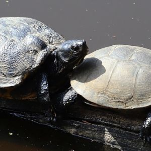 Pond slider (Trachemys scripta) and European pond turtle (Emys orbicularis)