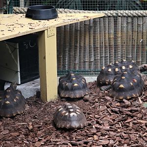Red-footed tortoises (Chelonoidis carbonarius)