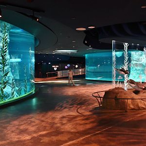 Penguin Cove lower level