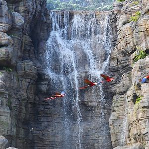 Scarlet Macaws in the Crimson Wetlands aviary