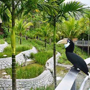 Papuan Hornbill in the Wings of Asia aviary
