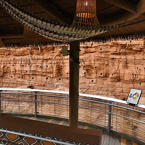 Bee-eaters' Cliff in the Heart of Africa aviary