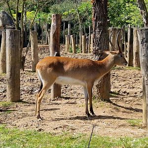 Red Lechwe