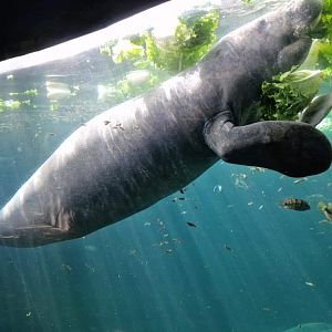 Manatee