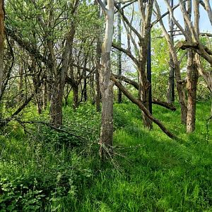 Crowned Sifaka exhibit