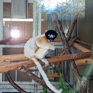 Crowned Sifaka indoor