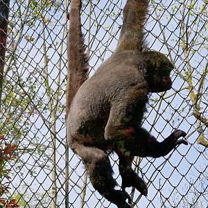 Woolly Monkey