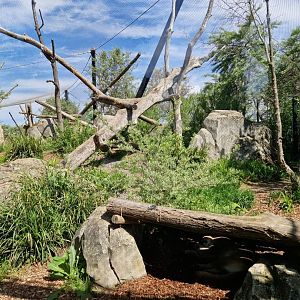 Chilean Puma exhibit