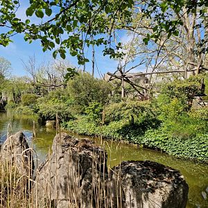 Brown Capuchin Island