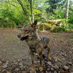 Iberian Wolf