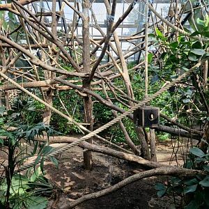 Red-bellied Lemur exhibit