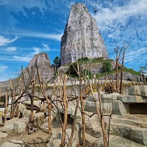 Guinea Baboon exhibit