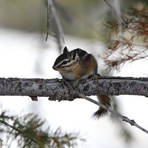 Craters of the Moon Chipmunk