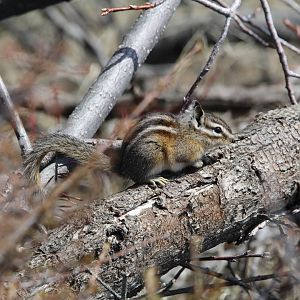 Craters of the Moon Chipmunk