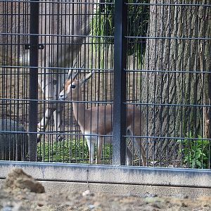 Saharan dorcas gazelle (Gazella dorcas osiris), 2022-04-18