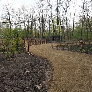 New Mountain bongo - Kirk's dik-dik paddock and Renovated walkway construction site, 2022-04-18