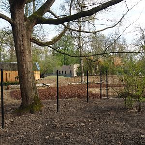 New Mountain bongo - Kirk's dik-dik paddock and Renovated walkway construction site, 2022-04-18