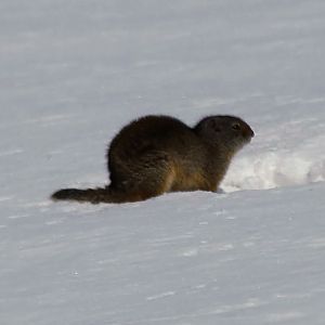 Uinta Grounds Squirrel (Urocitellus armatus)