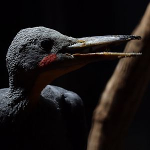 Great Slaty Woodpecker