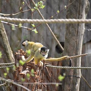 Bolivian squirrel monkey