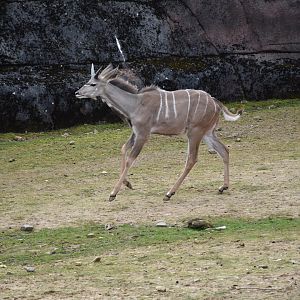 Greater Kudu