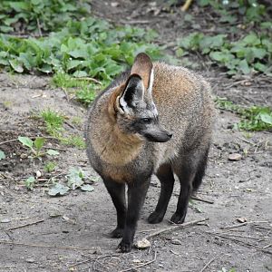 Bat-eared fox