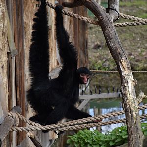 Red-faced black spider monkey