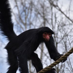 Red-faced black spider monkey