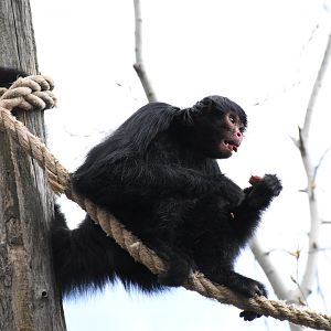 Red-faced black spider monkey