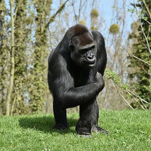 Western lowland gorilla