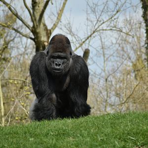 Western lowland gorilla