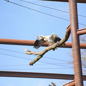 Western Egyptian vulture