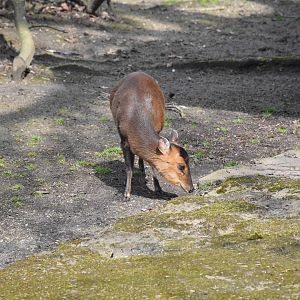 Taiwan Reeves' muntjac