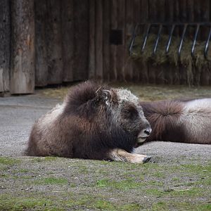Greenland musk ox