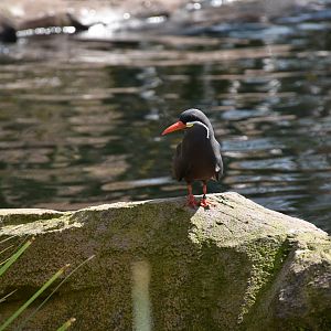 Inca tern