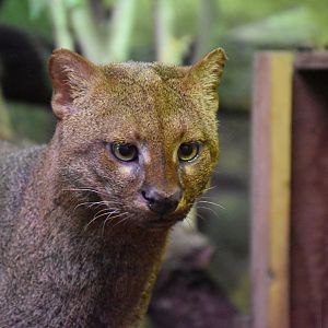 Jaguarundi