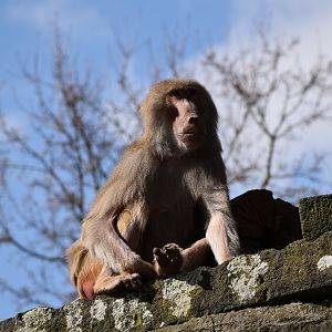 Hymadras baboon