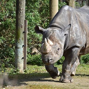 East African black rhino