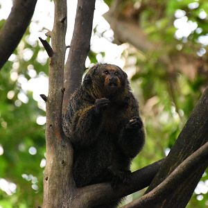White-faced saki