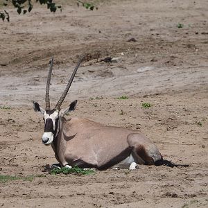 Gemsbok (Oryx gazella), 2022-06-12