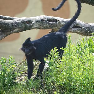 Black crested mangabey (Lophocebus aterrimus), 2022-06-12