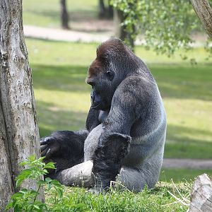 Silverback Western lowland gorilla (Gorilla gorilla gorilla), 2022-06-12