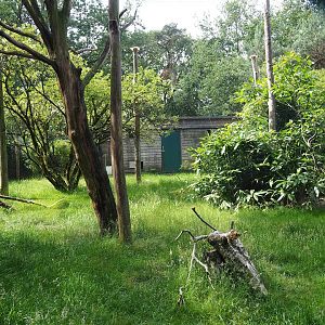 Abyssinian ground hornbill and Kirk's dik-dik aviary, 2022-06-12