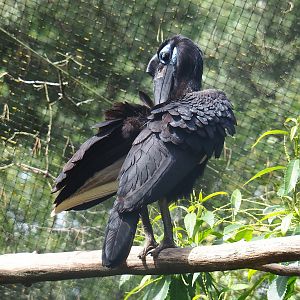 Abyssinian ground hornbill (Bucorvus abyssinicus), 2022-06-12