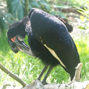 Abyssinian ground hornbill (Bucorvus abyssinicus), 2022-06-12