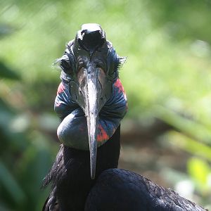 Abyssinian ground hornbill (Bucorvus abyssinicus), 2022-06-12