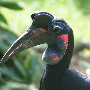 Abyssinian ground hornbill (Bucorvus abyssinicus), 2022-06-12