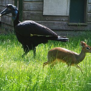Abyssinian ground hornbill (Bucorvus abyssinicus) and Kirk's dik-dik (Madoqua kirkii), 2022-06-12