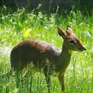 Kirk's dik-dik (Madoqua kirkii), 2022-06-12