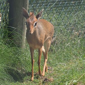 Kirk's dik-dik (Madoqua kirkii), 2022-06-12